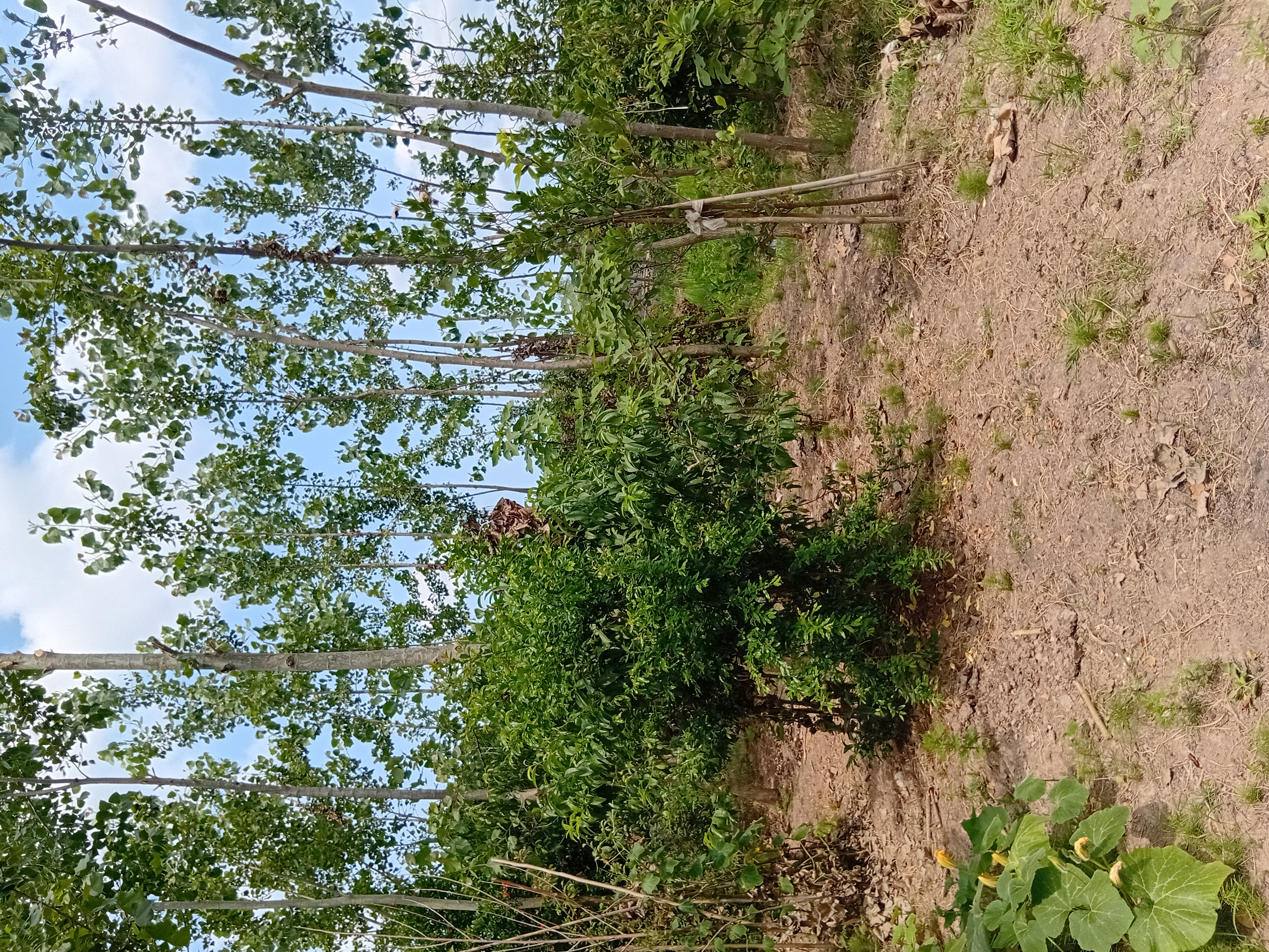 تصویر املاک 119288
