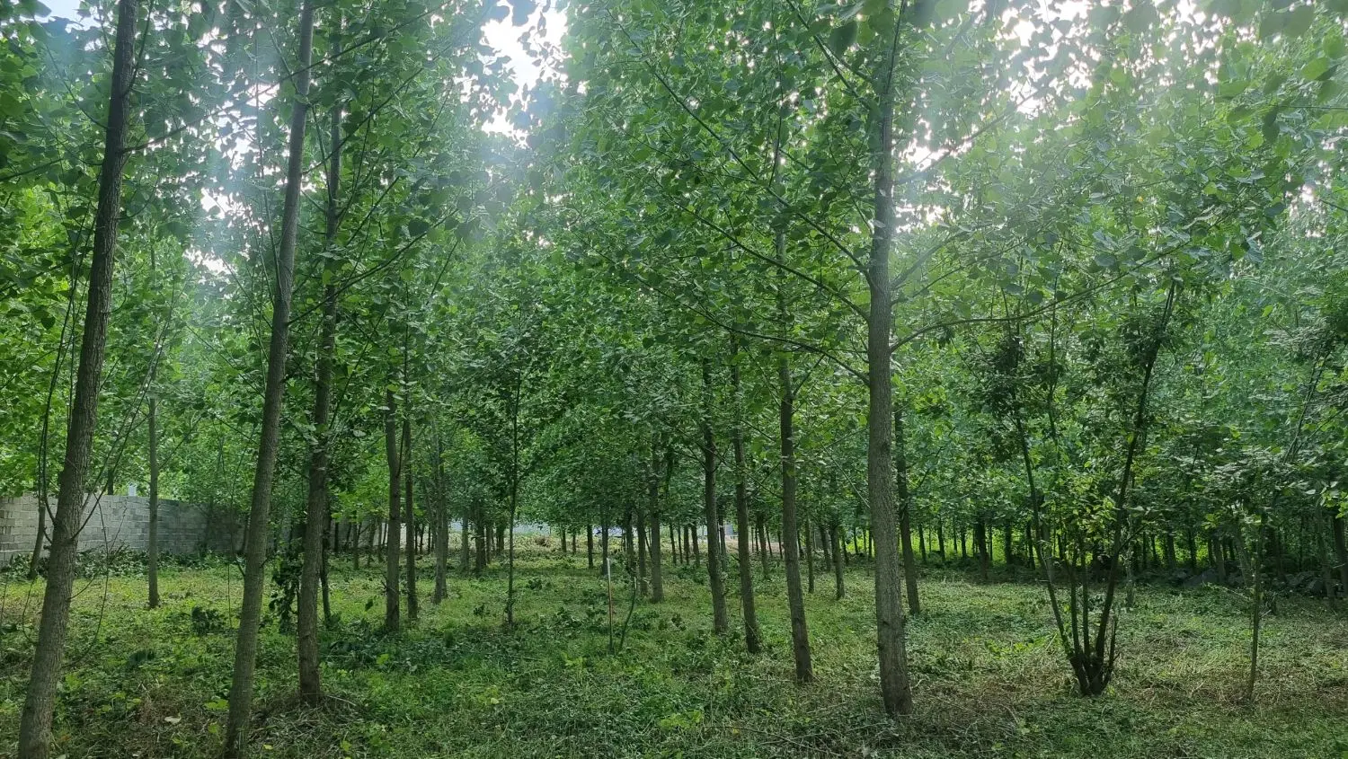 تصویر املاک 88406