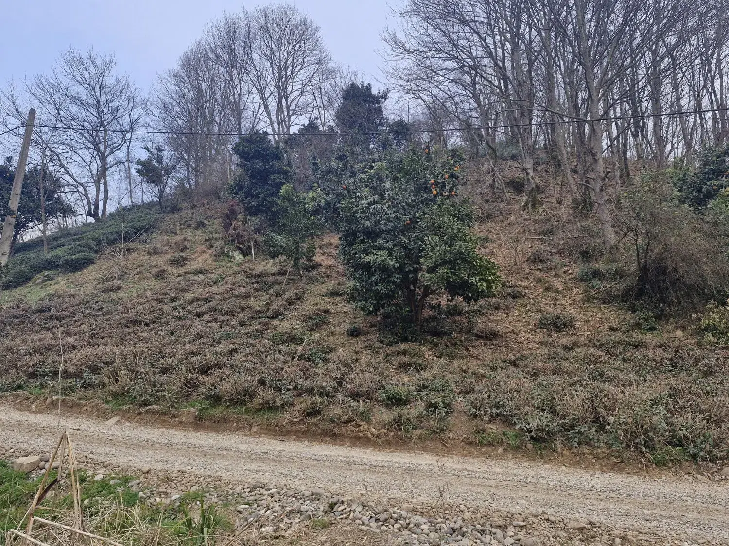 تصویر املاک 56055