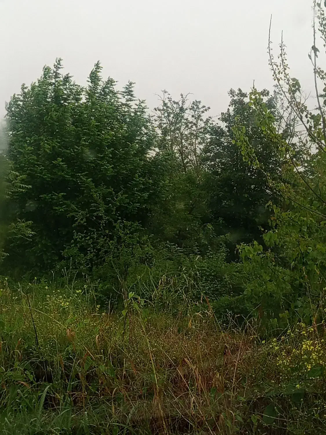 تصویر املاک 38973