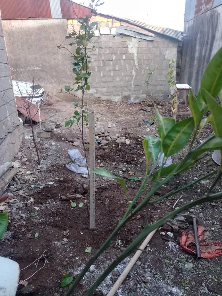 تصویر املاک 17521