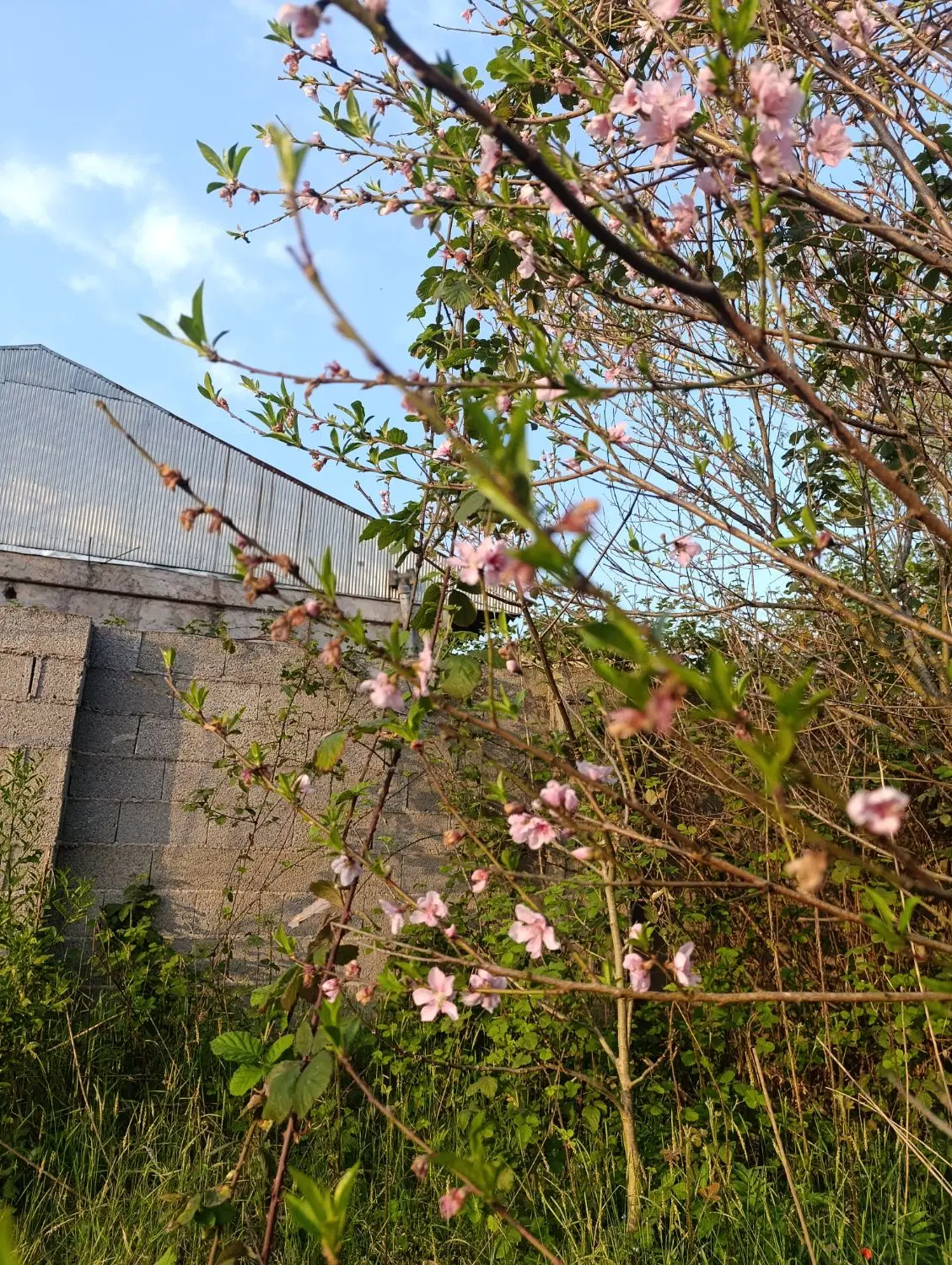 تصویر املاک 79328