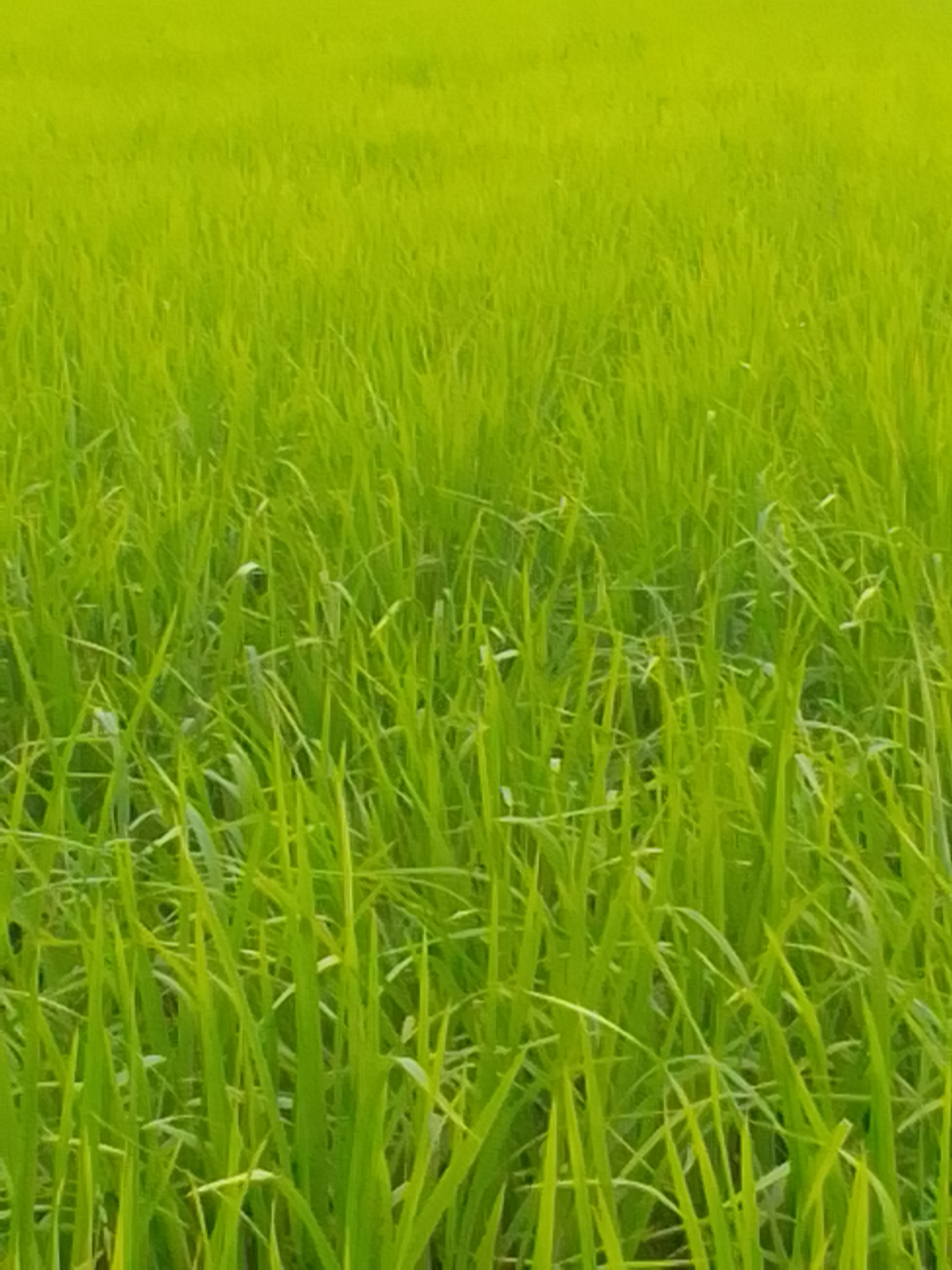 تصویر املاک 89088