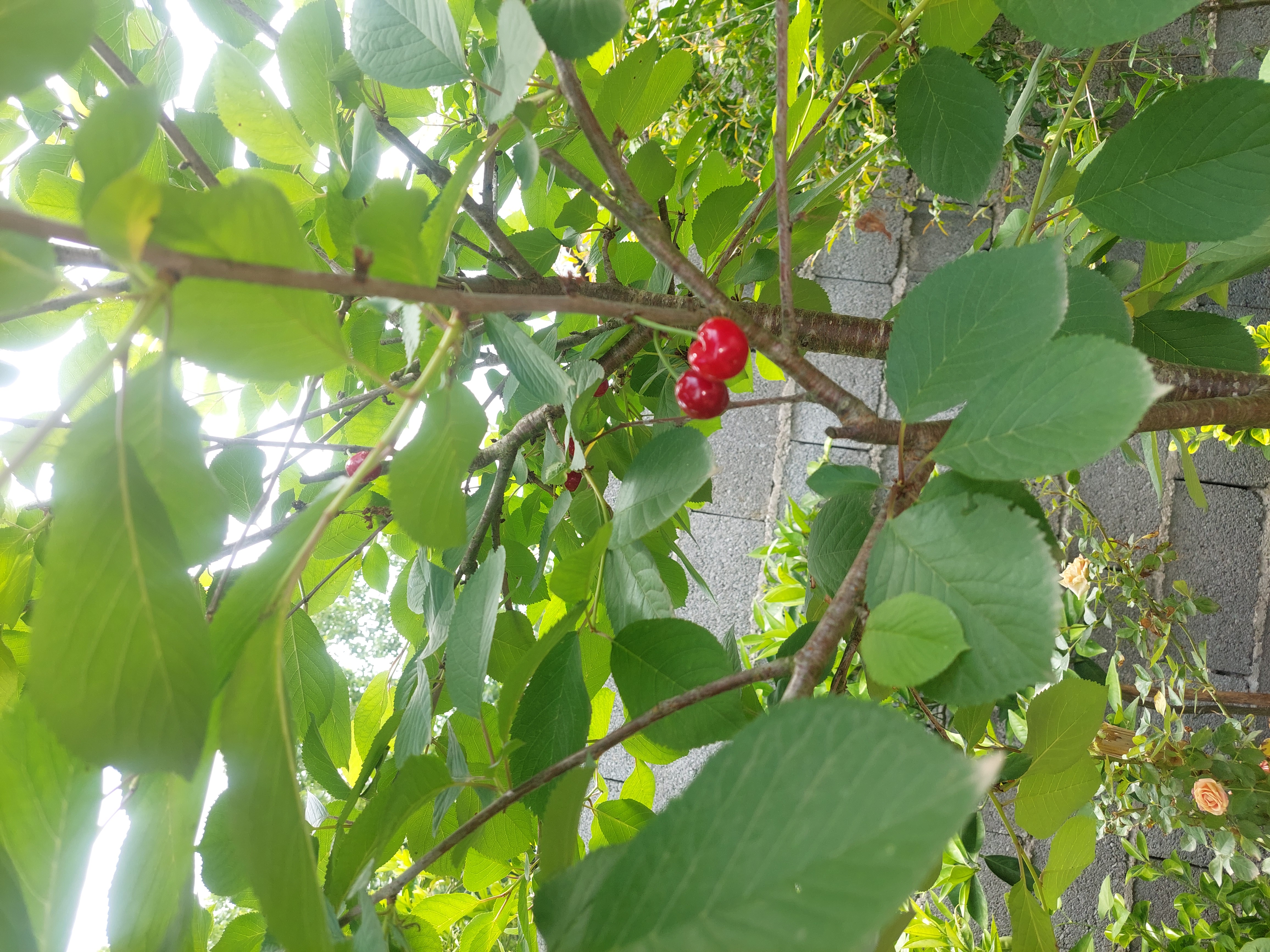 تصویر املاک 53513