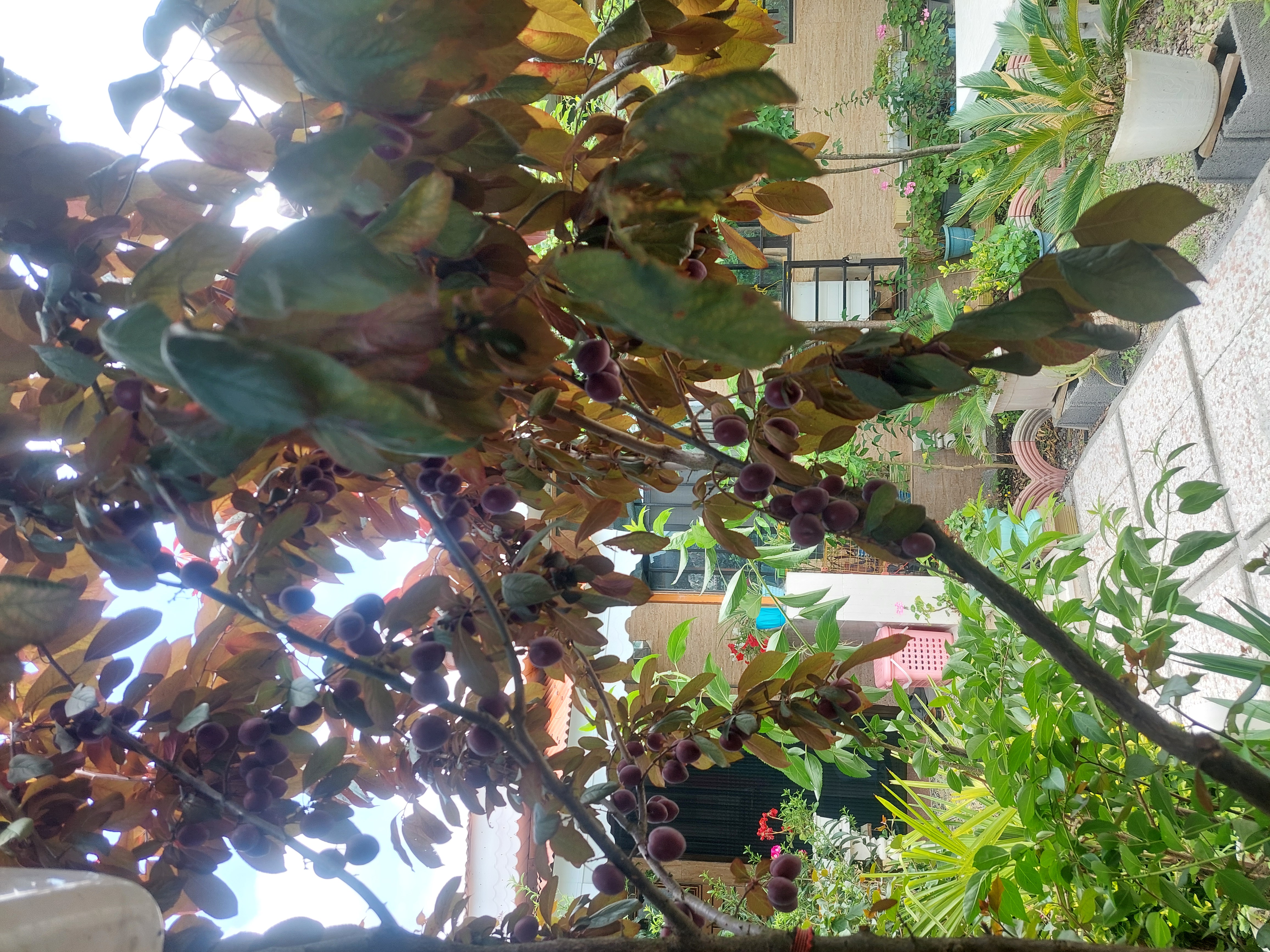 تصویر املاک 53521