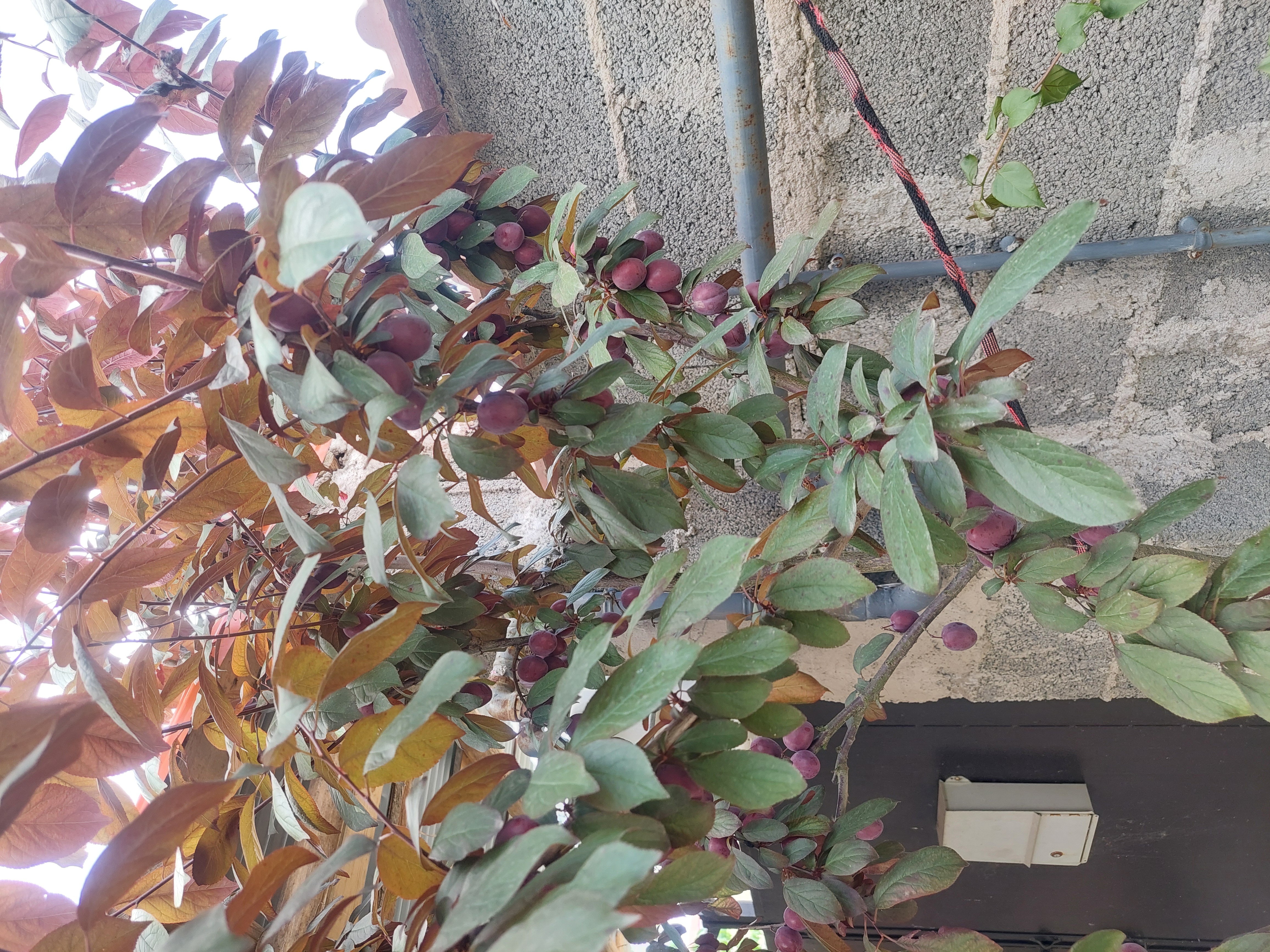تصویر املاک 53523