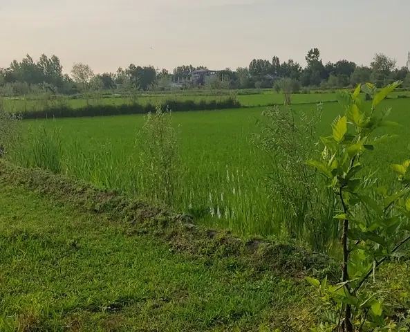 تصویر املاک 135925