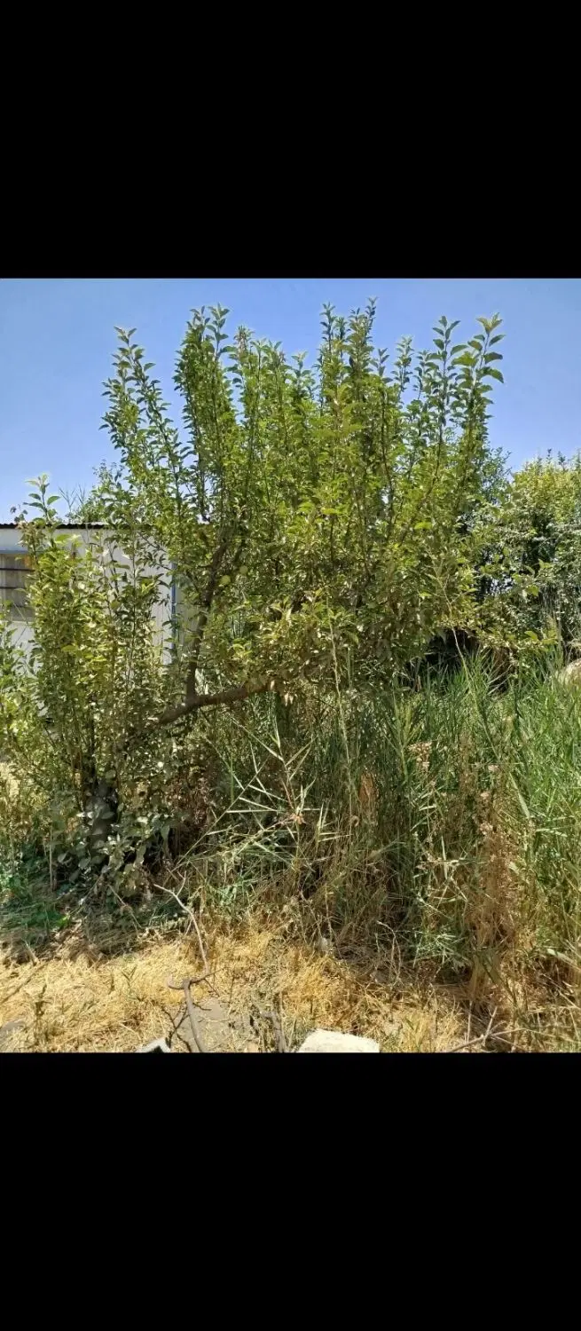 تصویر املاک 110465