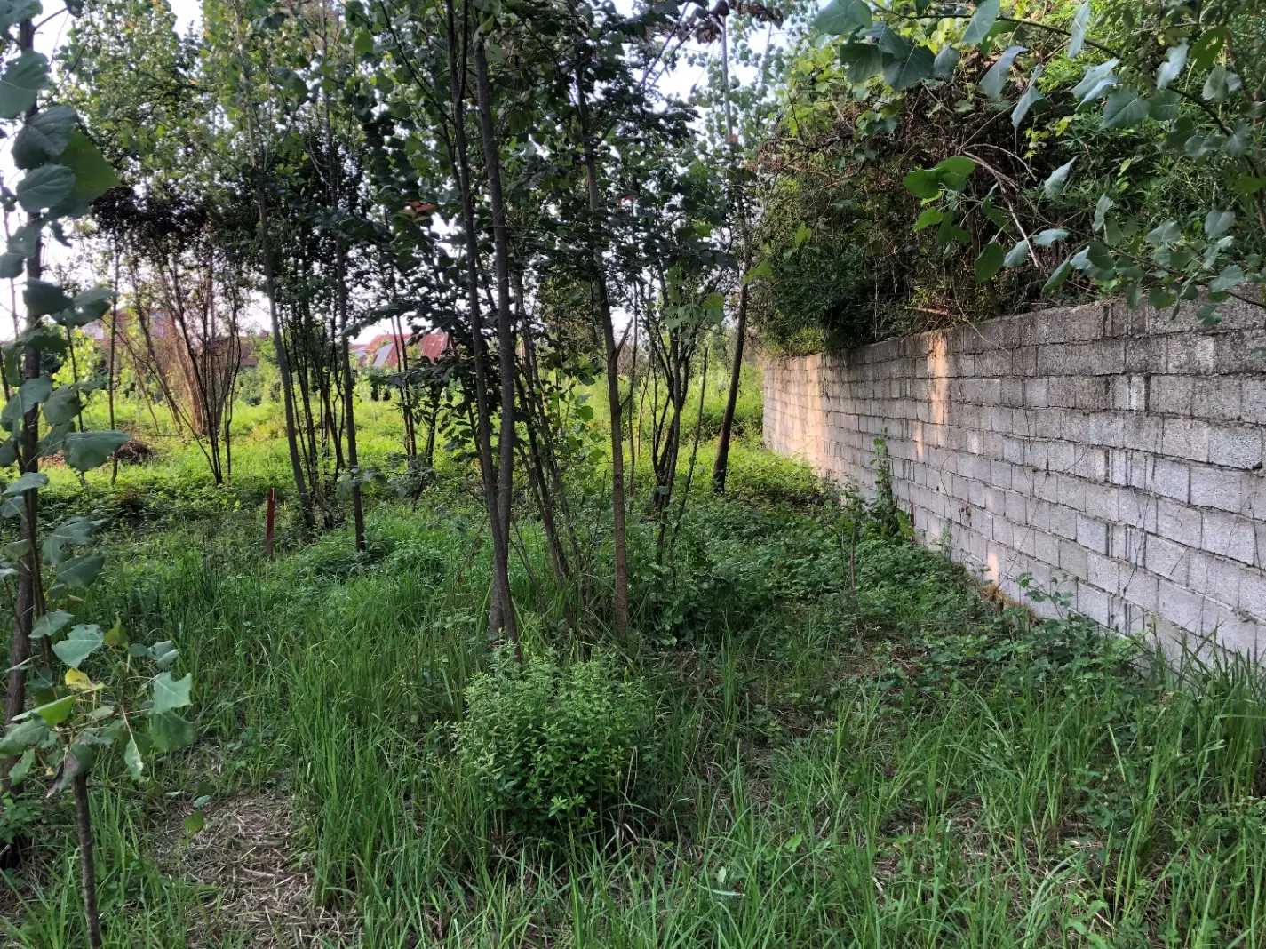 تصویر املاک 65312