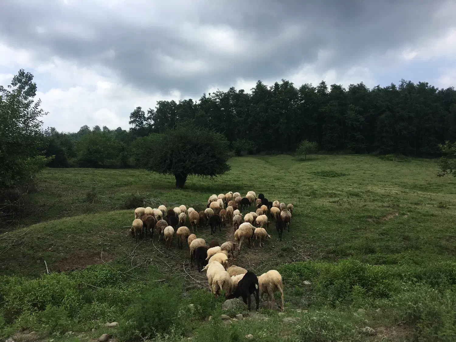 تصویر املاک 36072