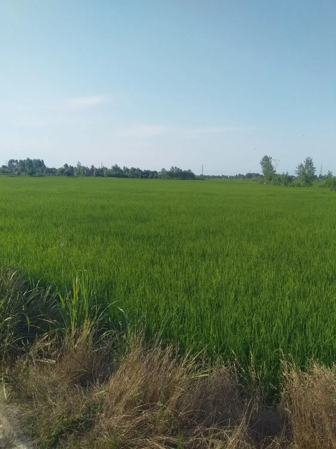 تصویر املاک 125446