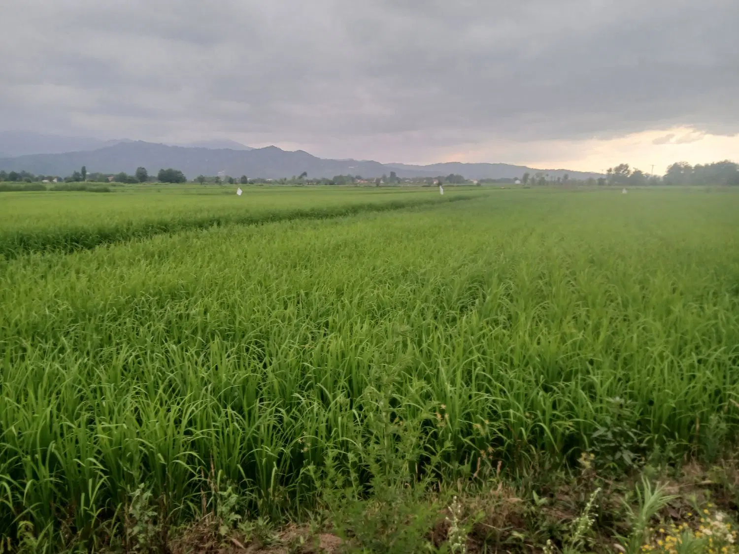 تصویر املاک 66988