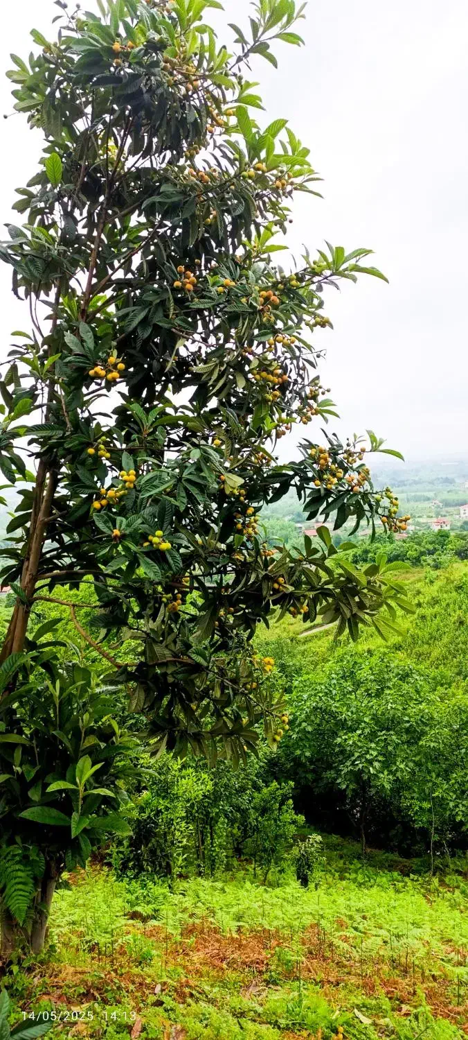 تصویر املاک 4968
