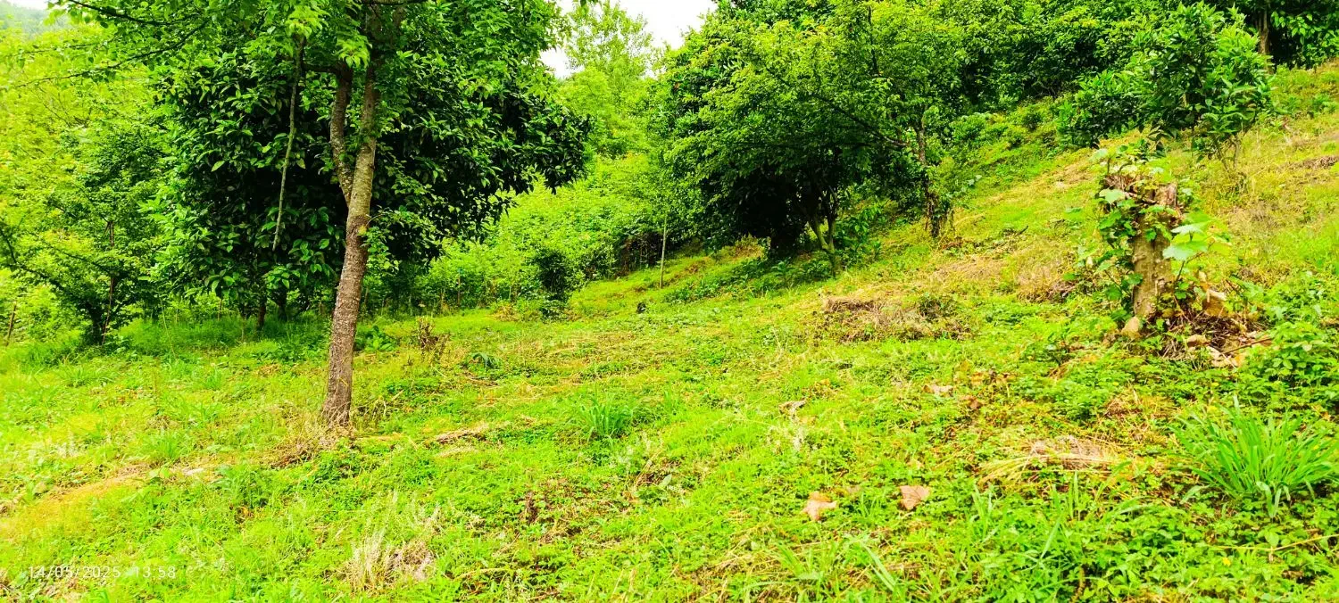 تصویر املاک 4969