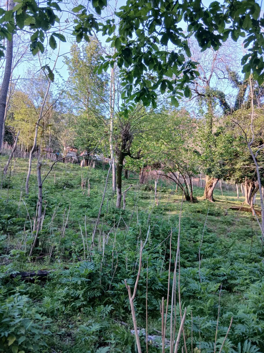 تصویر املاک 45355