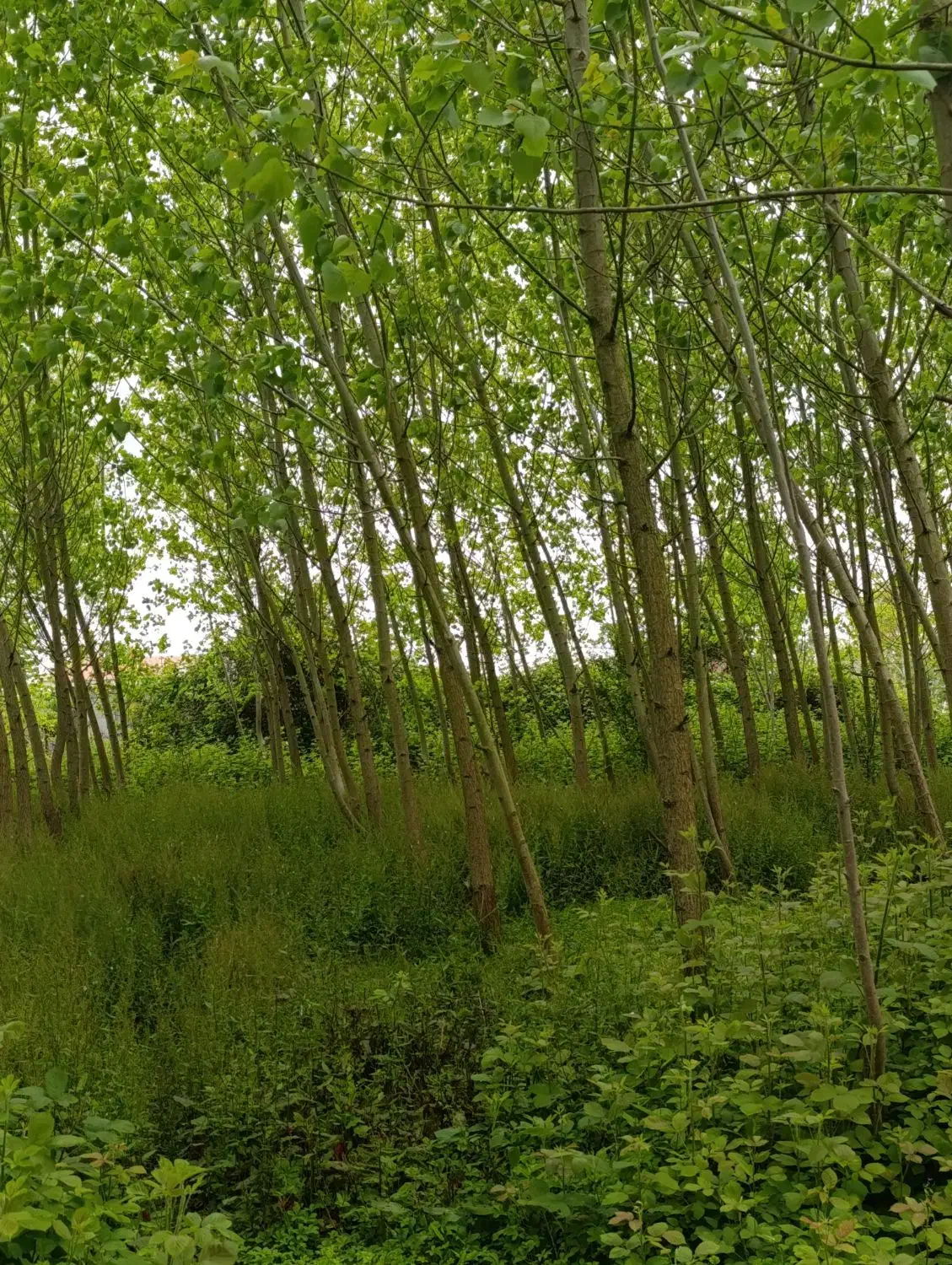تصویر املاک 35834
