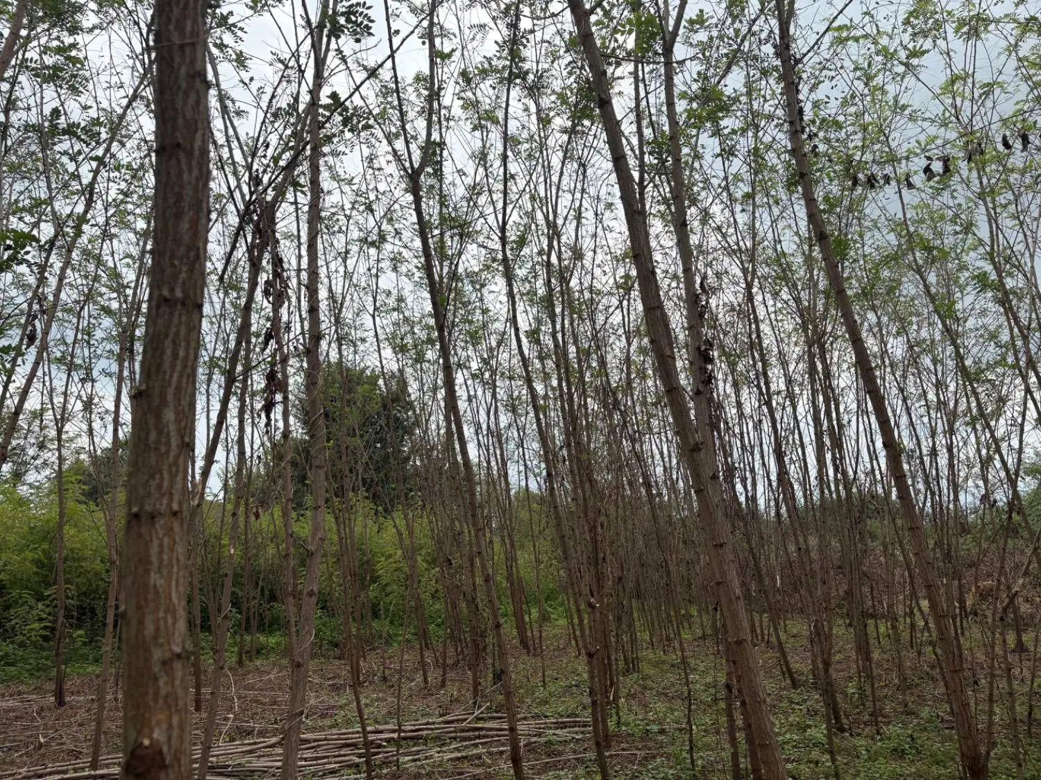 تصویر املاک 136610