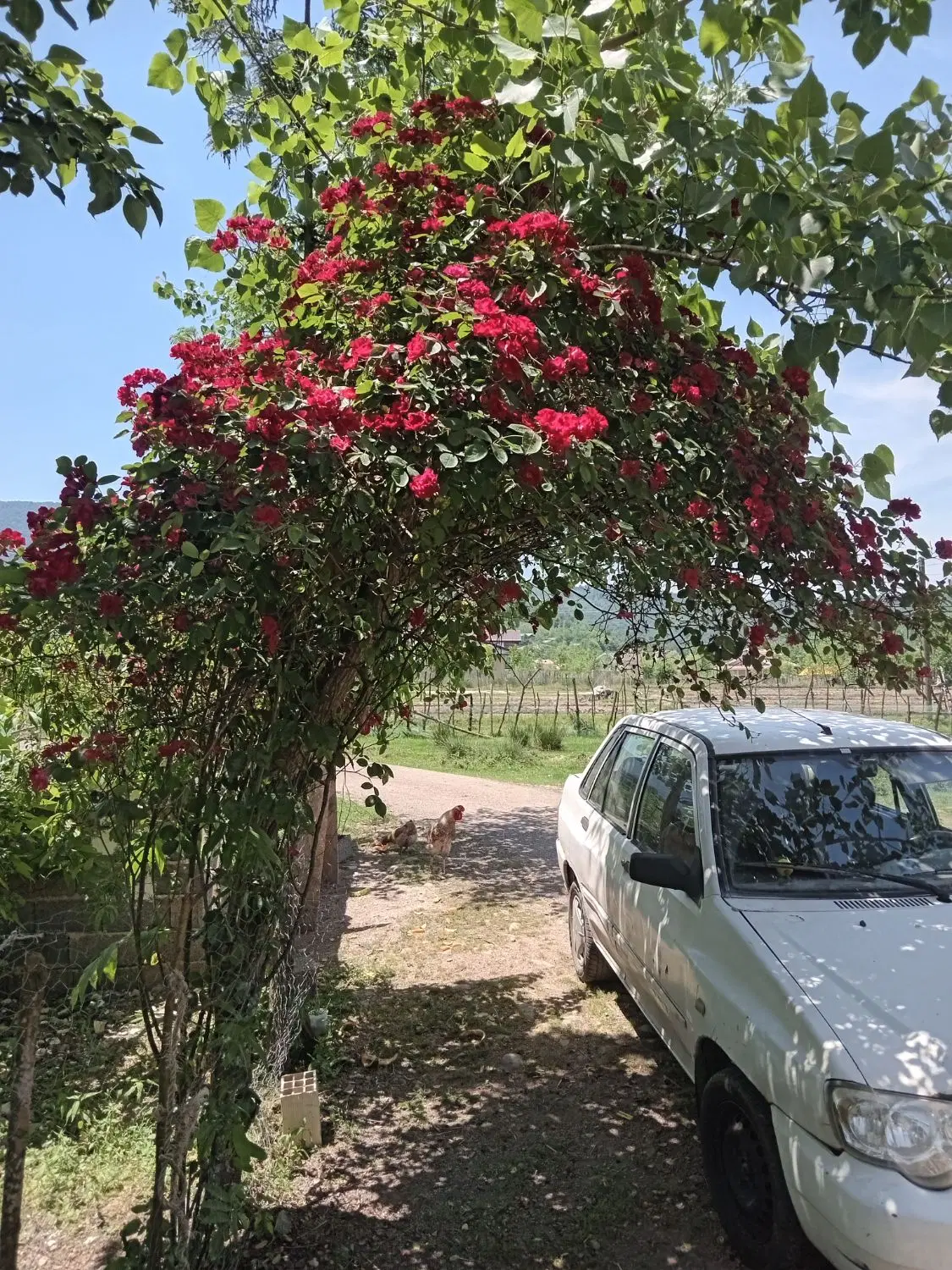 تصویر املاک 65599