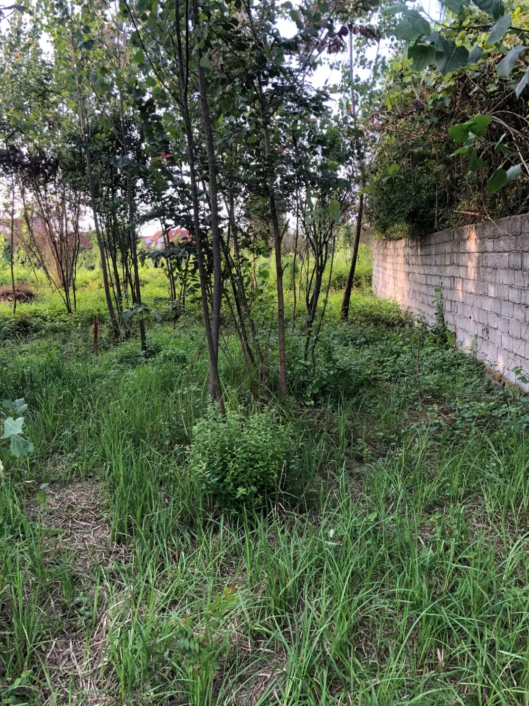 تصویر املاک 65311