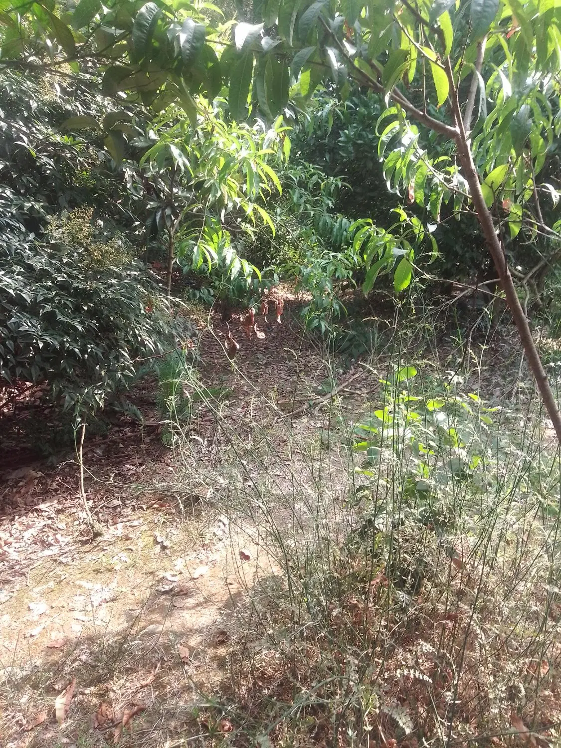 تصویر املاک 102974