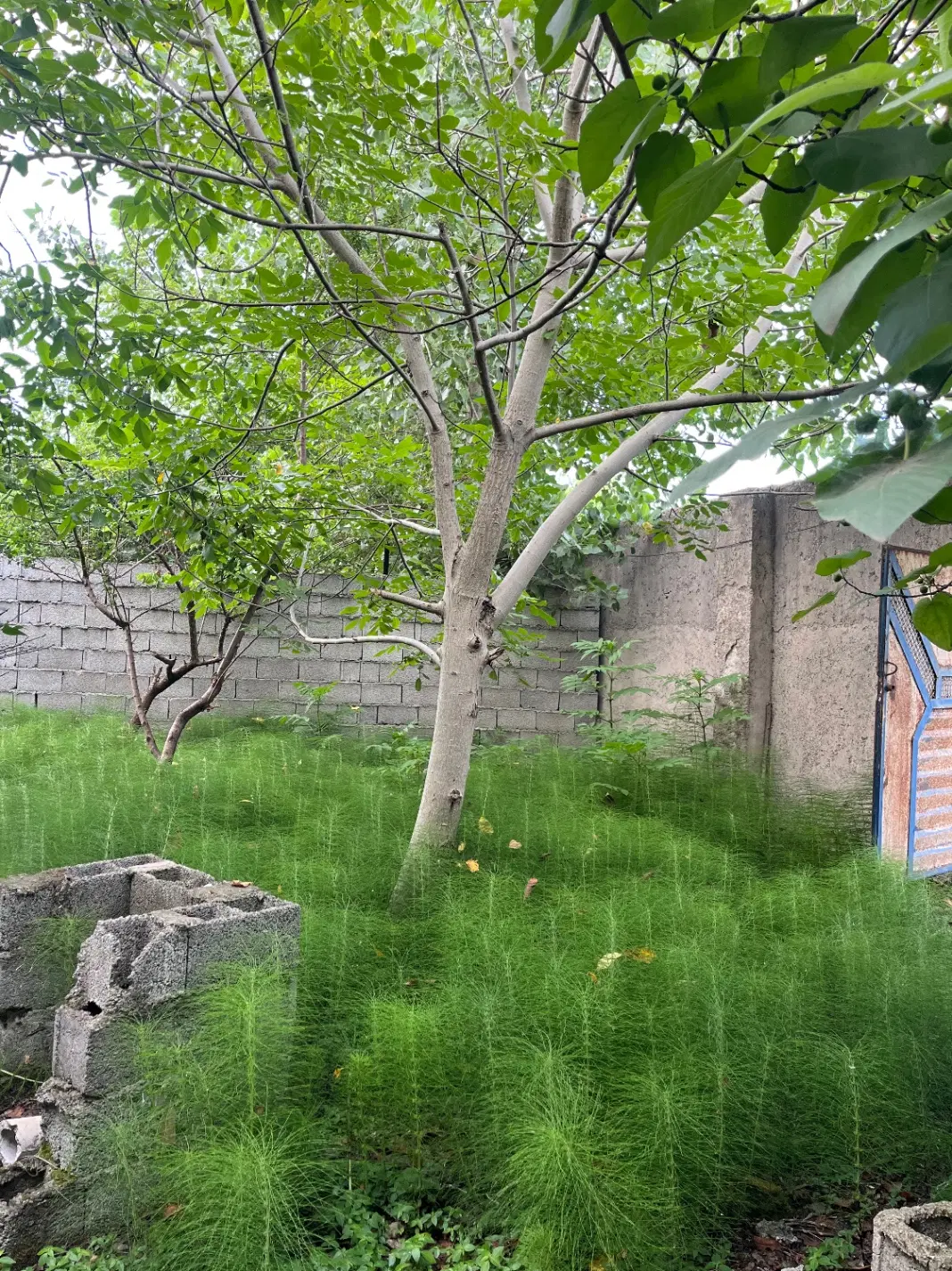 تصویر املاک 125184