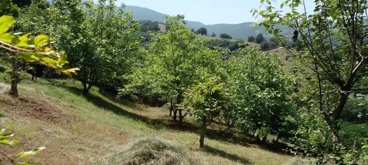 تصویر املاک 8529