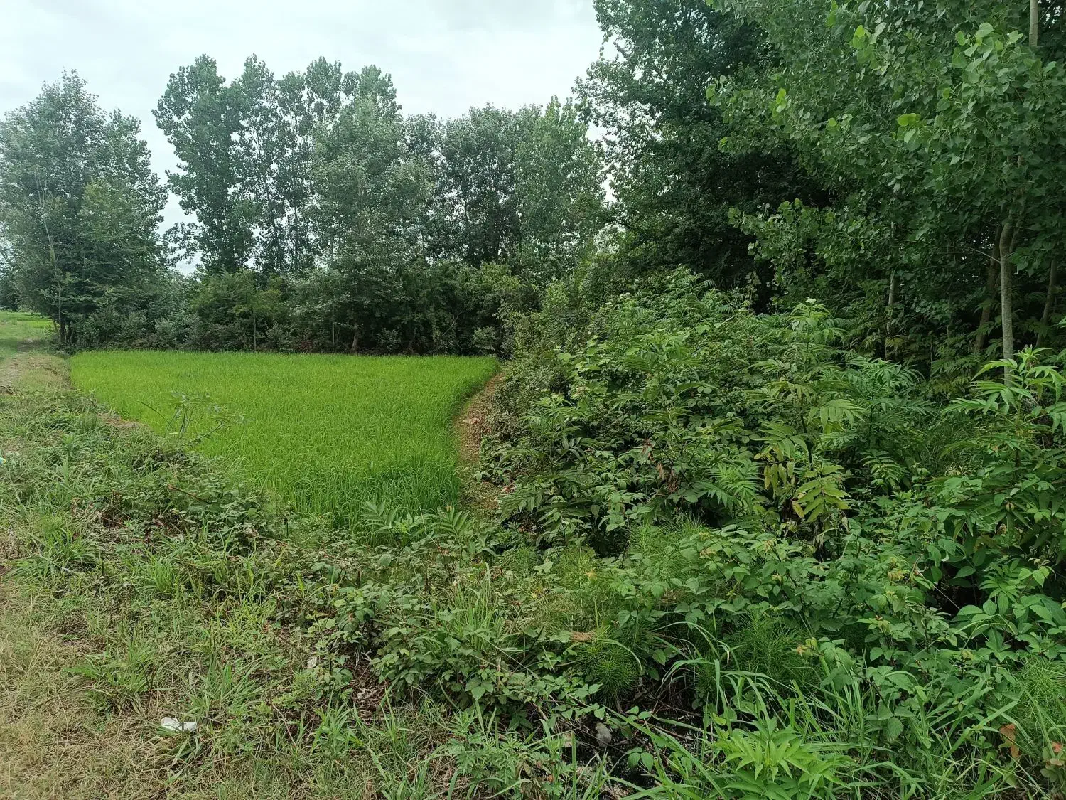 تصویر املاک 39280