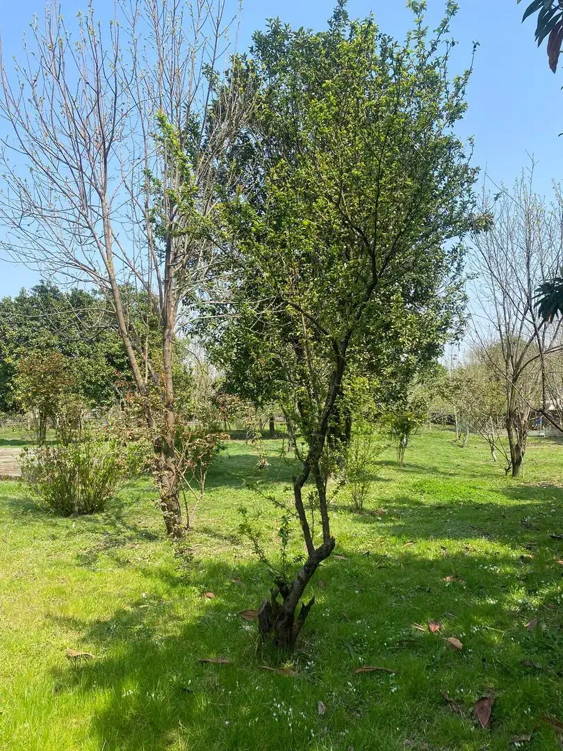 تصویر املاک 5334