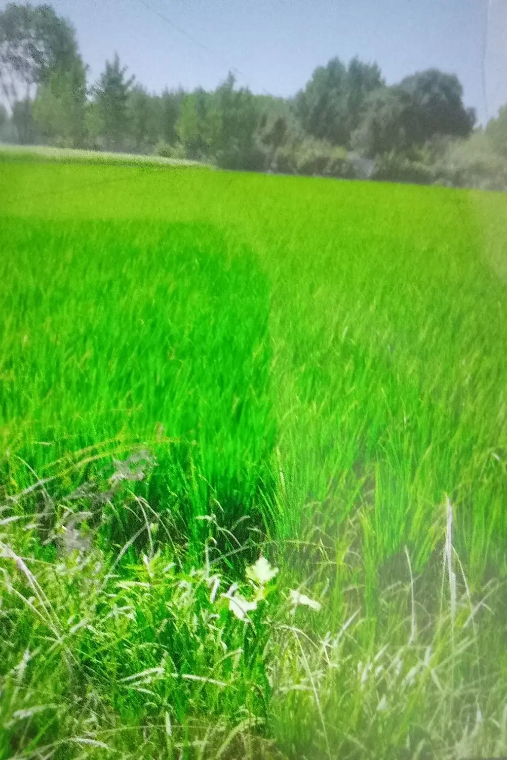 تصویر املاک 89113