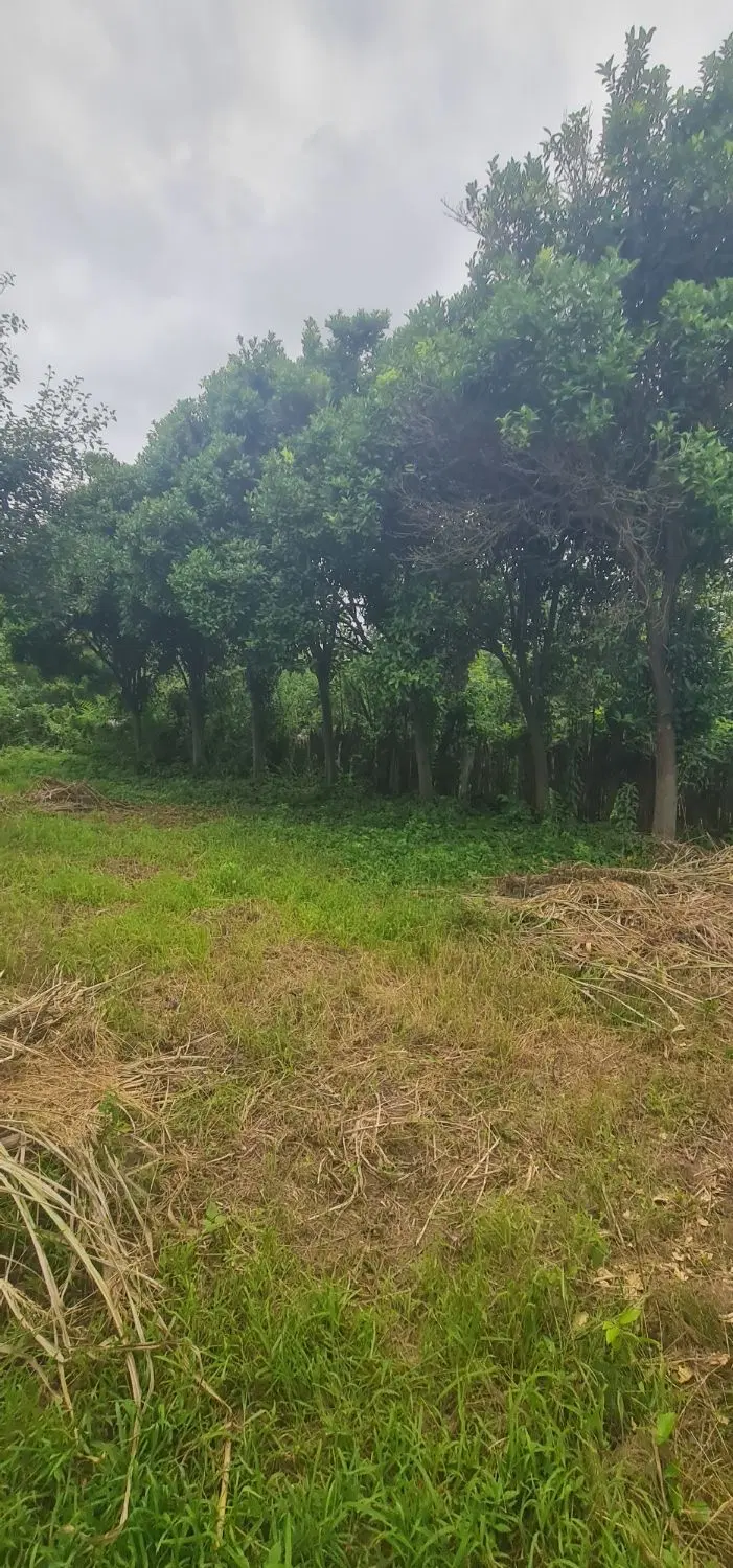 تصویر املاک 63245
