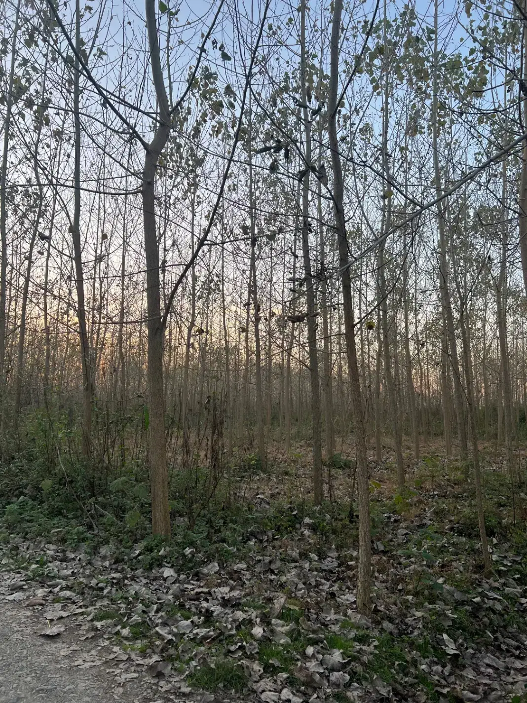 تصویر املاک 68315