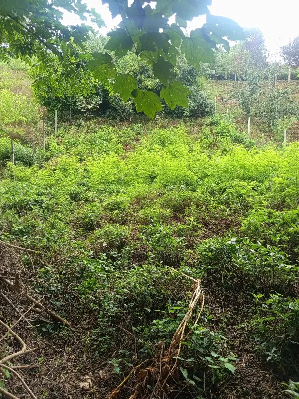 تصویر املاک 131771