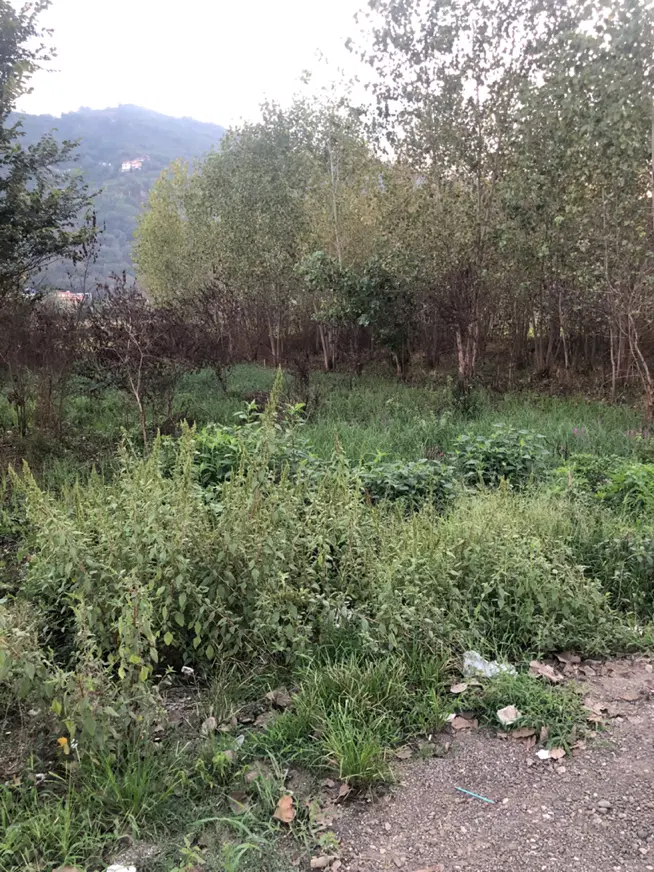تصویر املاک 133558