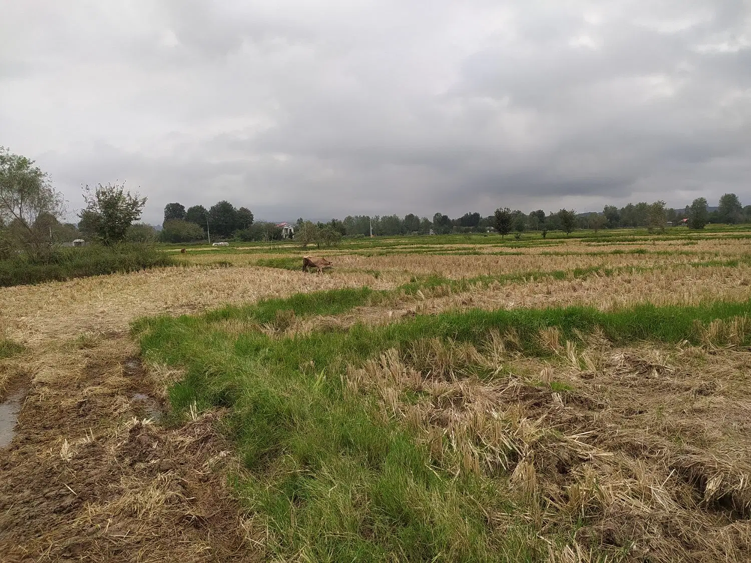 تصویر املاک 110029