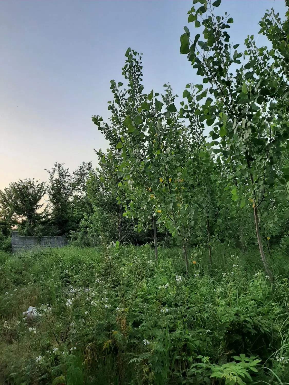 تصویر املاک 116820