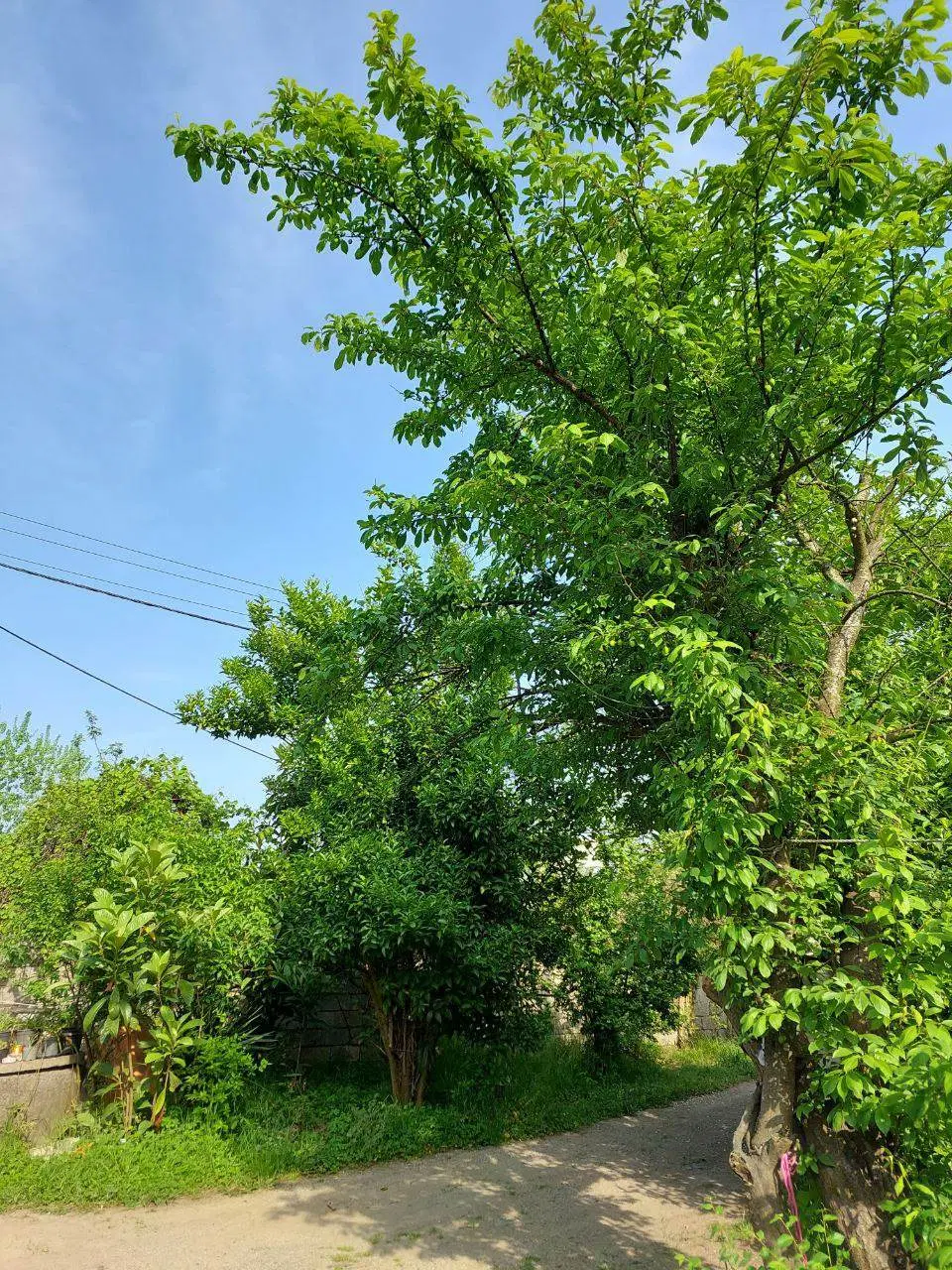 تصویر املاک 80095