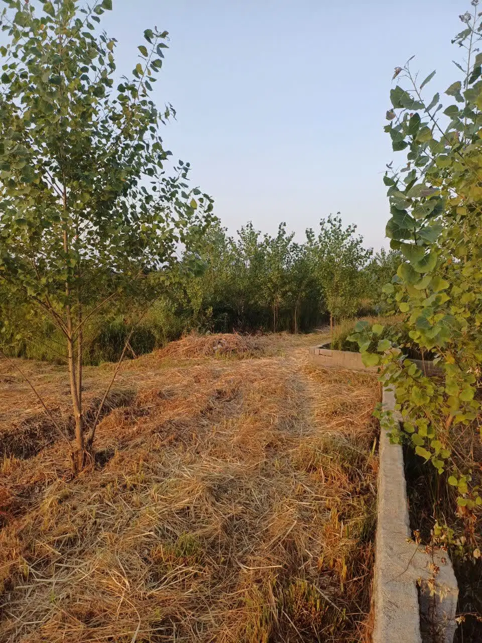 تصویر املاک 102494