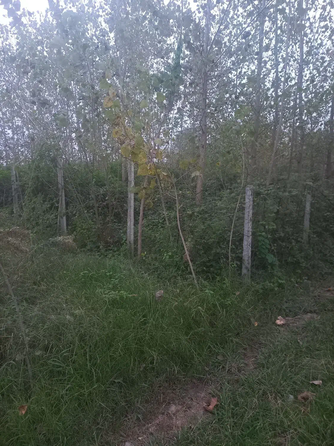 تصویر املاک 14848