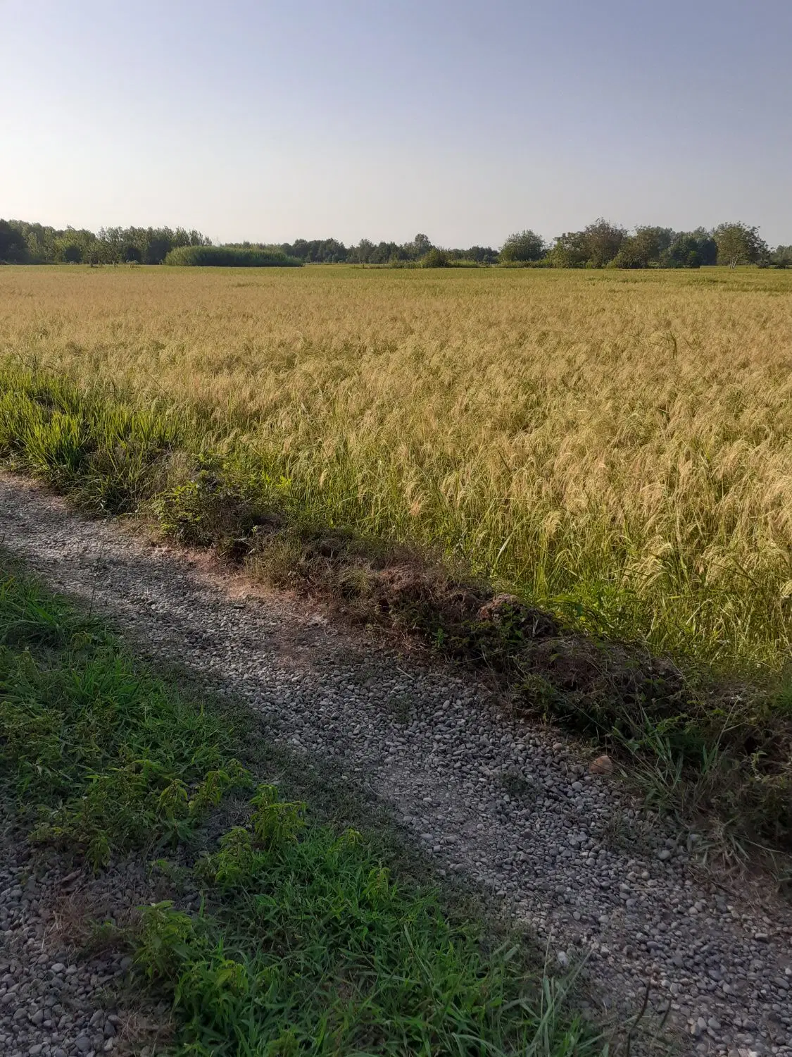 تصویر املاک 95881