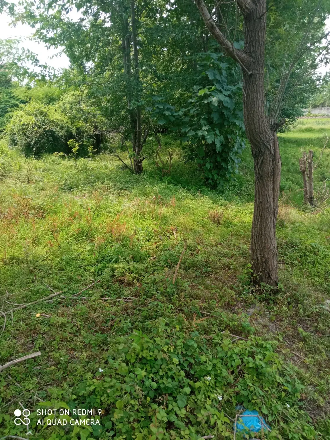 تصویر املاک 133394