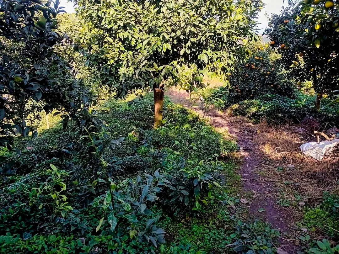 تصویر املاک 76614