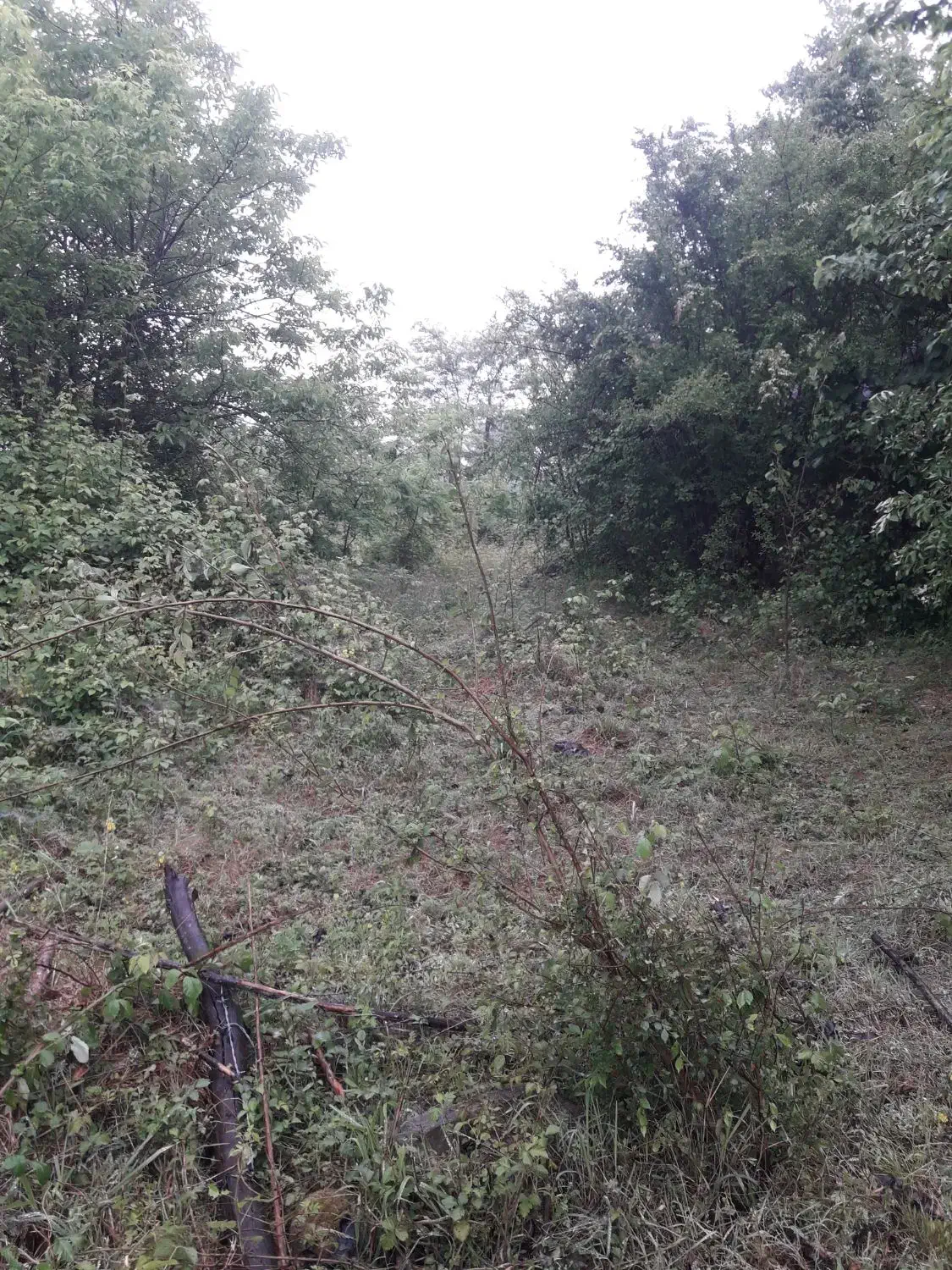 تصویر املاک 36531