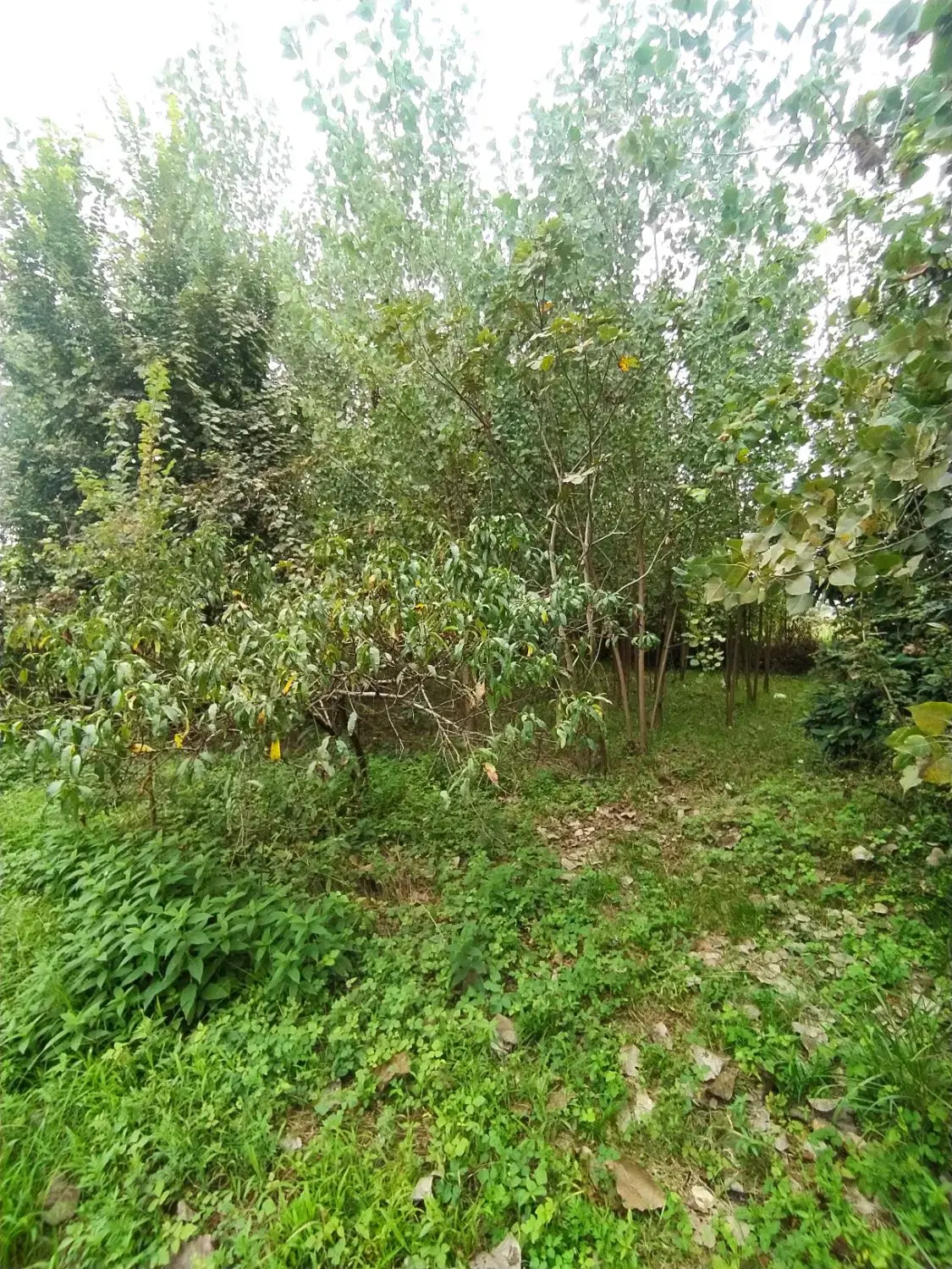 تصویر املاک 59955