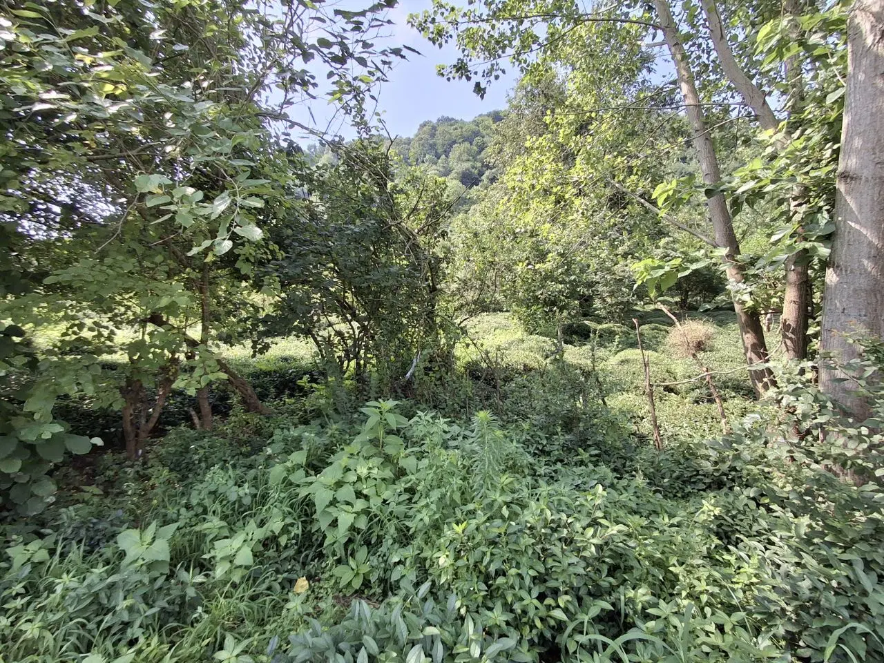 تصویر املاک 125424