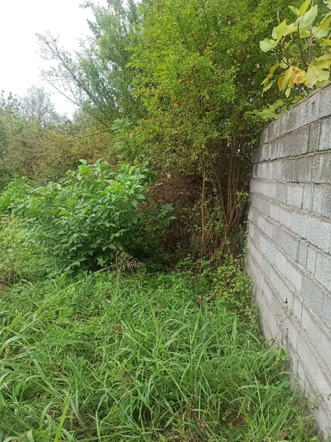 تصویر املاک 5566