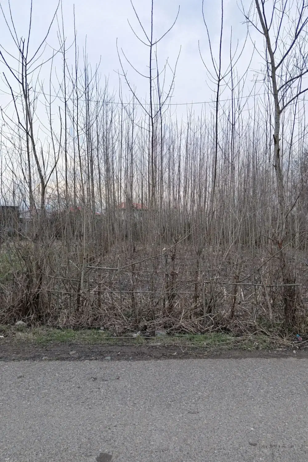 تصویر املاک 36646