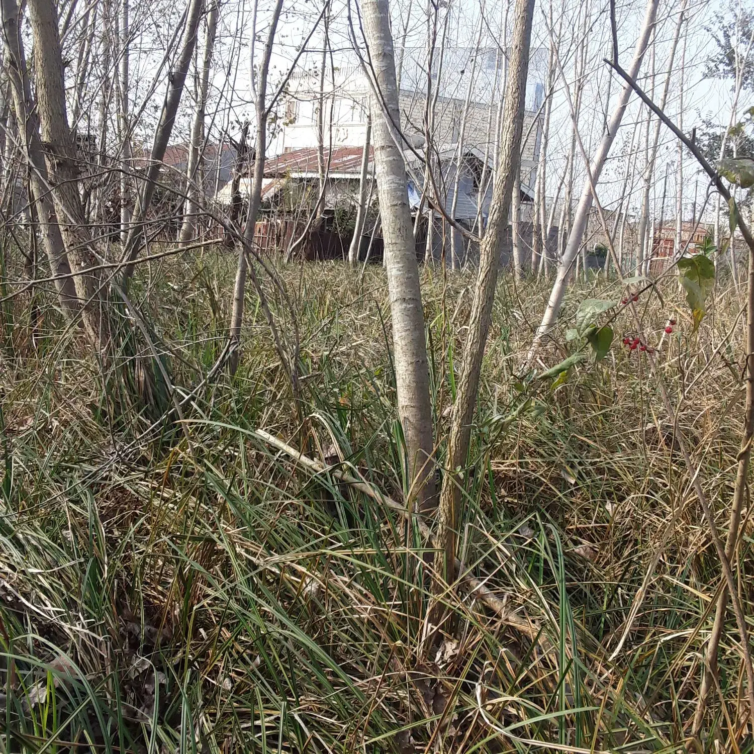 تصویر املاک 64546