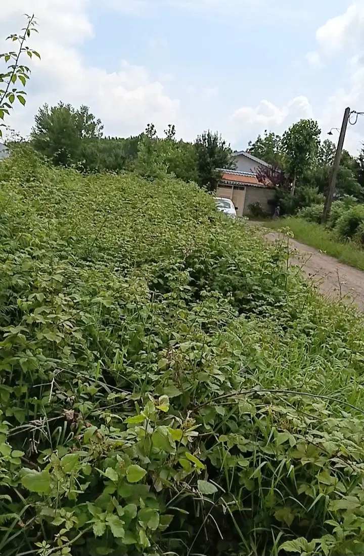 تصویر املاک 136281