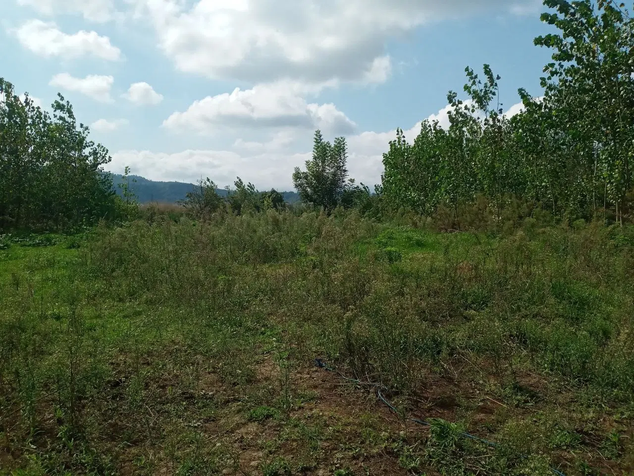 تصویر املاک 117226