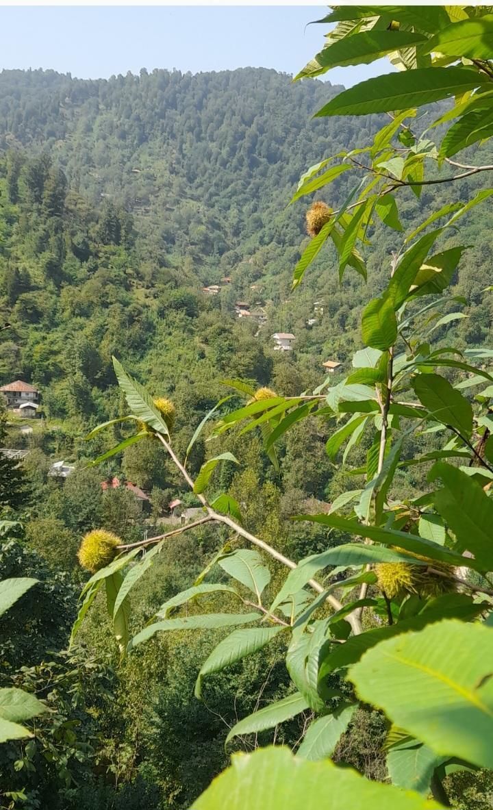 تصویر املاک 68192